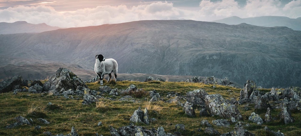 A sheep stands on a rocky outcropping