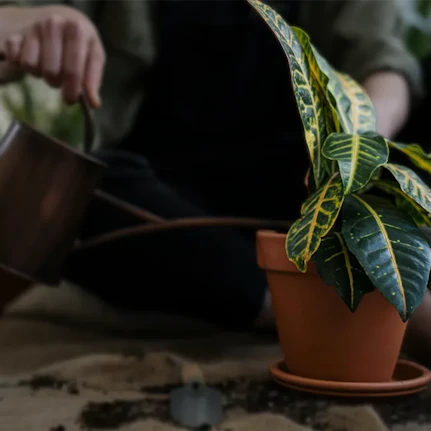 Watering a plant