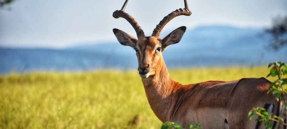 Impala kingdom relationships